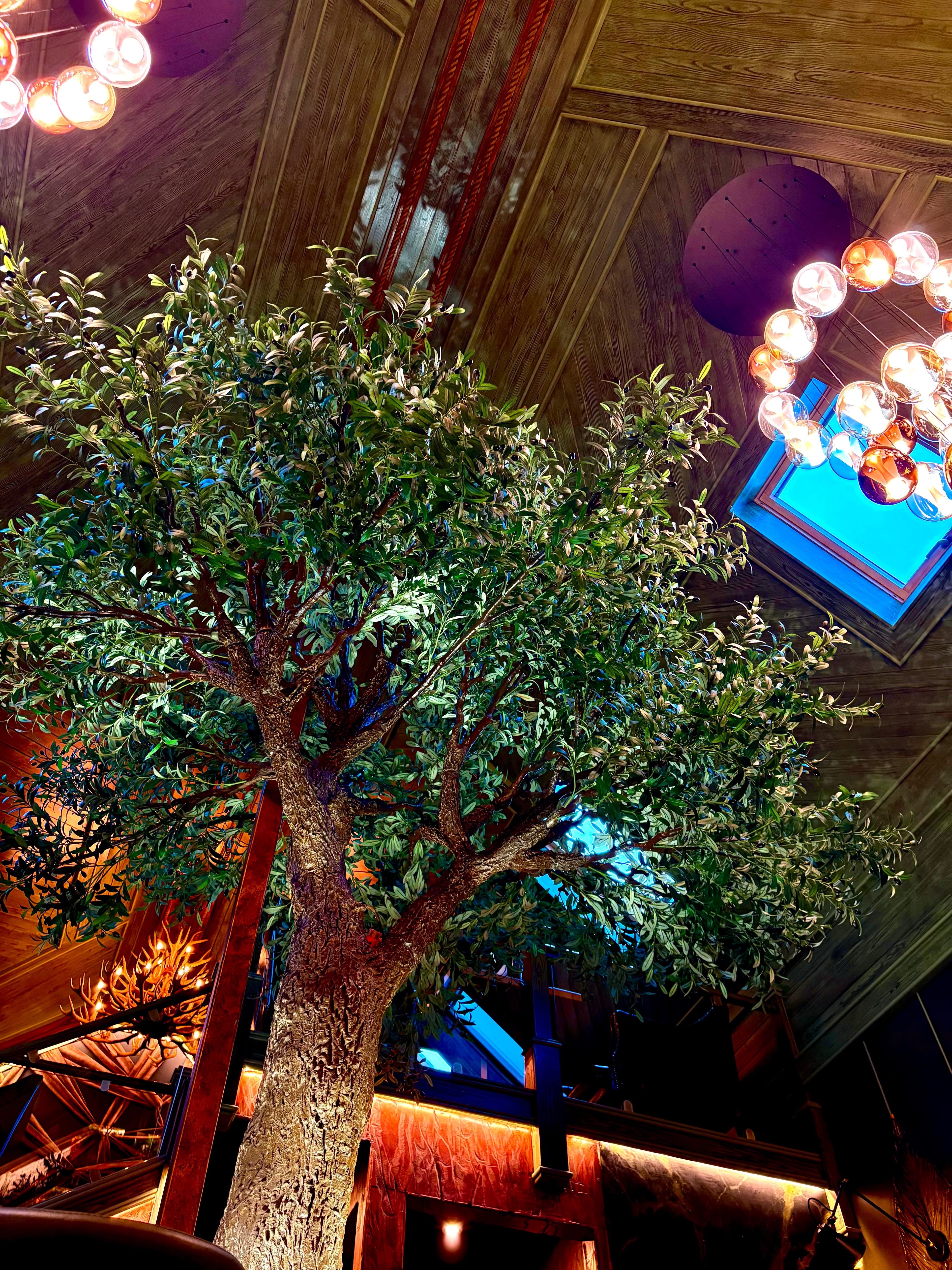 Indoor olive tree with skylight and ambient chandelier lighting